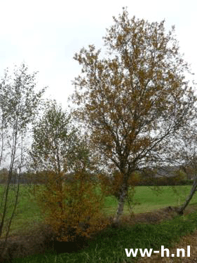 Betula pubescens - Klik op de afbeelding om het venster te sluiten