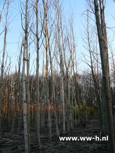 Bomen assortiment