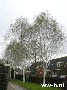 Betula utilis 'Doorenbos' var. jacquemontii - Klik op de afbeelding om het venster te sluiten