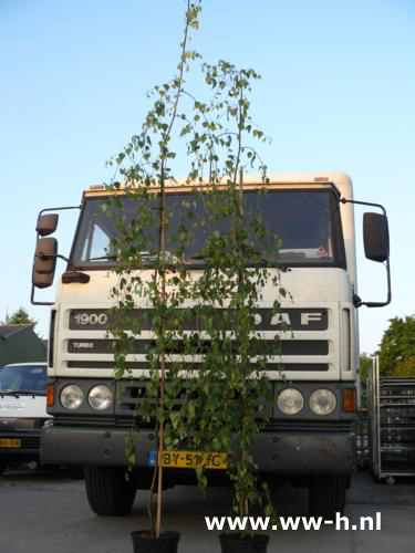 Betula verrucosa 'Youngi' Prieelberk v. a. 29,99 - Klik op de afbeelding om het venster te sluiten