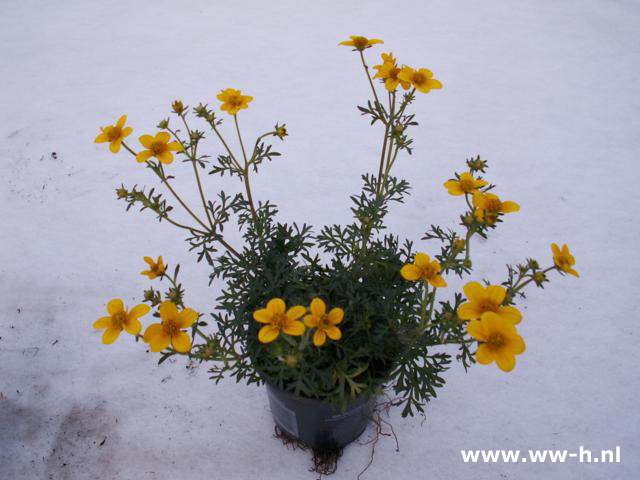 Bidens ferulifolia ( Tandzaad ) - Klik op de afbeelding om het venster te sluiten