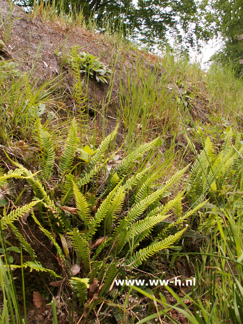 Blechnum spicant - Klik op de afbeelding om het venster te sluiten