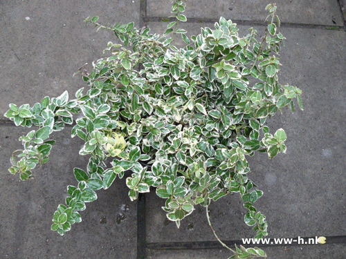 Bonte euonymus 1.99