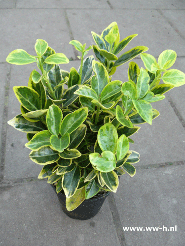 Bonte euonymus 1.99