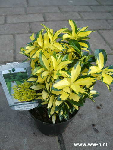 Bonte euonymus 1.99