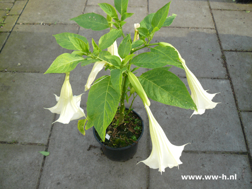 Brugmansia wit (syn. Datura) Engelentrompet - Klik op de afbeelding om het venster te sluiten