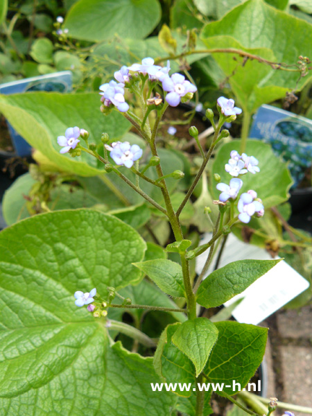 Brunnera macrophylla