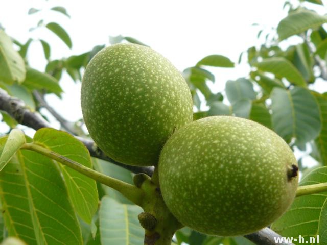 Juglans regia 'Buccaneer'