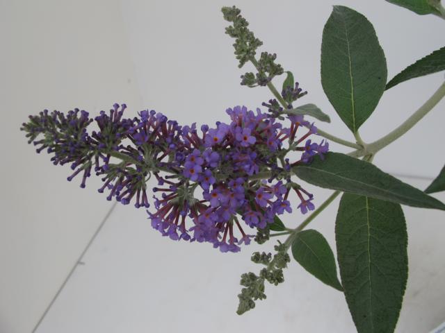 Buddleja davidii 'Lochinch' - Klik op de afbeelding om het venster te sluiten