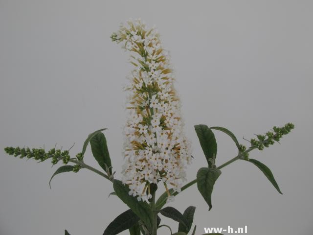 Buddleja 'White Ball' - Klik op de afbeelding om het venster te sluiten