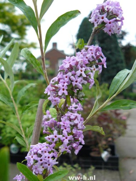 Buddleja alternifolia