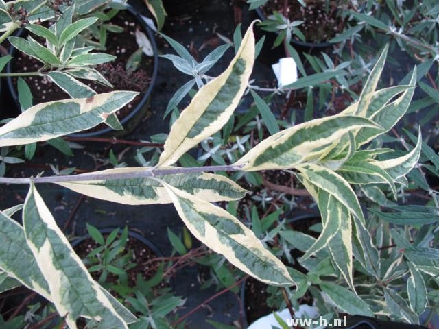 Buddleja davidii 'Harlequin' - Klik op de afbeelding om het venster te sluiten