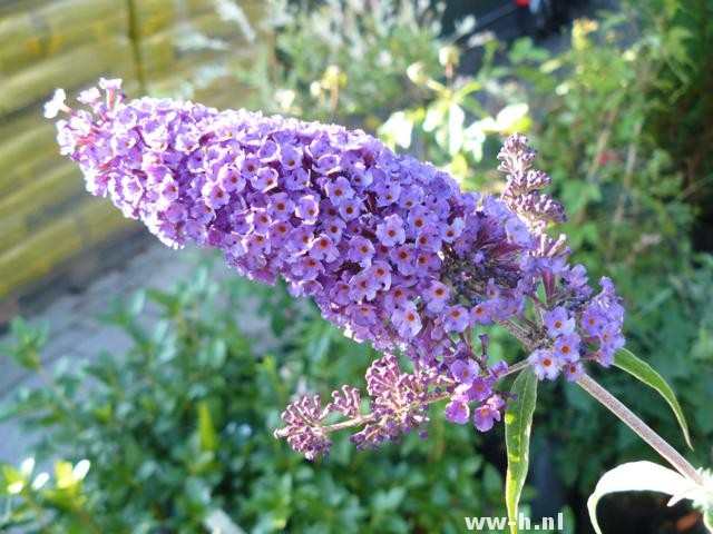 Buddleja davidii 'Nanho Blue' - Klik op de afbeelding om het venster te sluiten