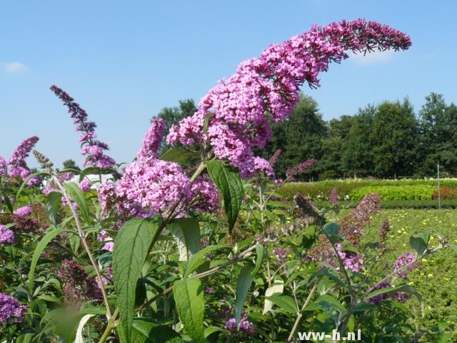 Buddleja davidii 'Pink Delight'