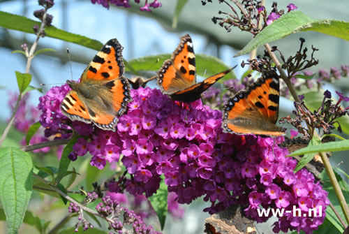 Buddleja davidii 'Royal Red' Vlinderstruik v.a. 3.99 Buddleja davidii 'Royal Red' Vlinderstruik v.a. 3.99