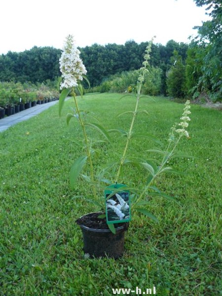 Buddleja davidii 'White Profusion'