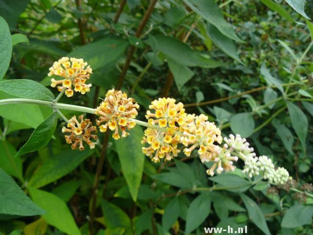 Buddleja x weyeriana 'Sungold' - Klik op de afbeelding om het venster te sluiten