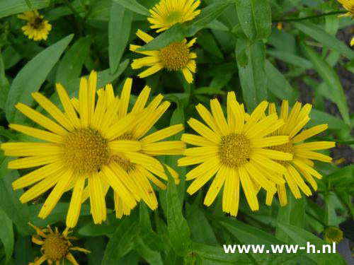 Buphthalmum salicifolium - Klik op de afbeelding om het venster te sluiten