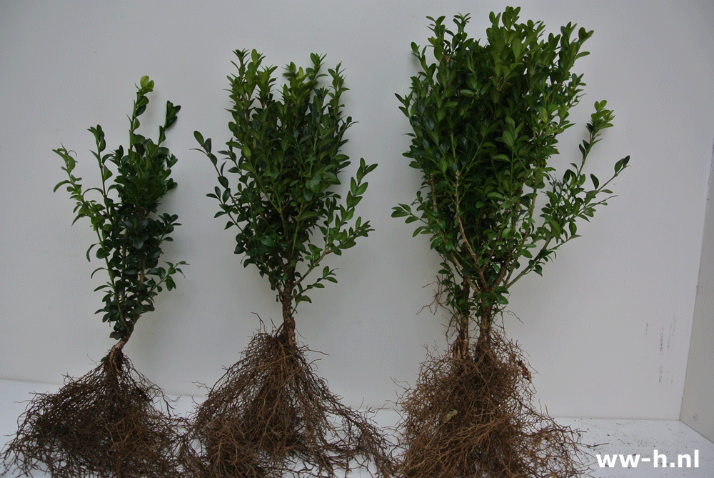 Buxus sempervirens v.a. 0,75 - Klik op de afbeelding om het venster te sluiten