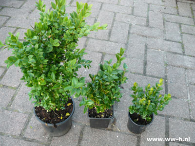 Buxus