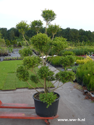 Buxus in assortiment