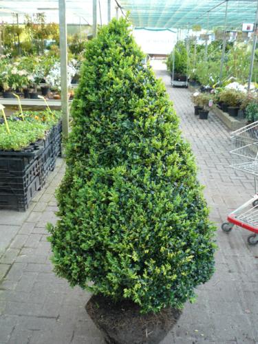 Buxus sempervirens piramyde v.a. 9,99 - Klik op de afbeelding om het venster te sluiten