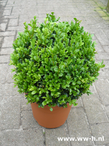 Buxus sempervirens bol pot v.a 5,99 - Klik op de afbeelding om het venster te sluiten