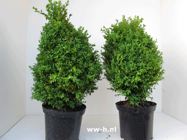 Buxus sempervirens v.a. 7.50 ; 9.99 enz. - Klik op de afbeelding om het venster te sluiten