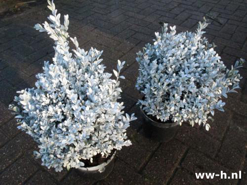 Buxus sempervirens piramyde v.a. 9,99 - Klik op de afbeelding om het venster te sluiten