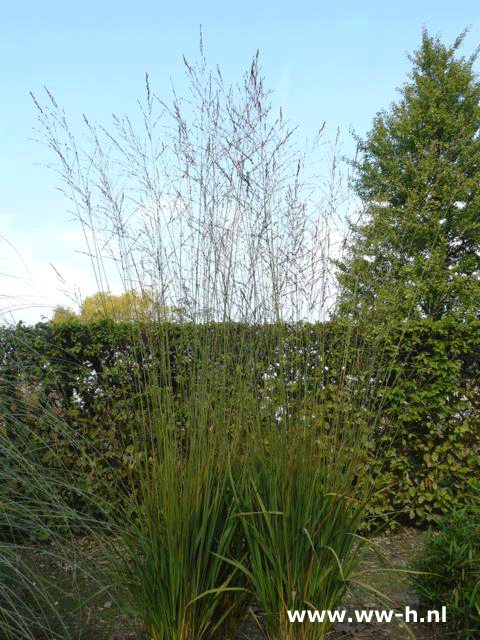 Calamagrostis acutiflora 'Karl Foerster' Poaceae - Klik op de afbeelding om het venster te sluiten