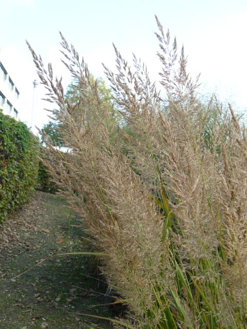 Calamagrostis brachytricha