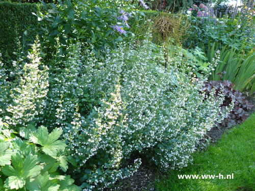 Calamintha nepeta ssp. nepeta - Klik op de afbeelding om het venster te sluiten