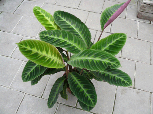 Calathea