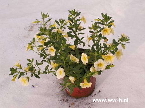 Calibrachoa hybrida geel Kleinbloemige hangpetunia - Klik op de afbeelding om het venster te sluiten