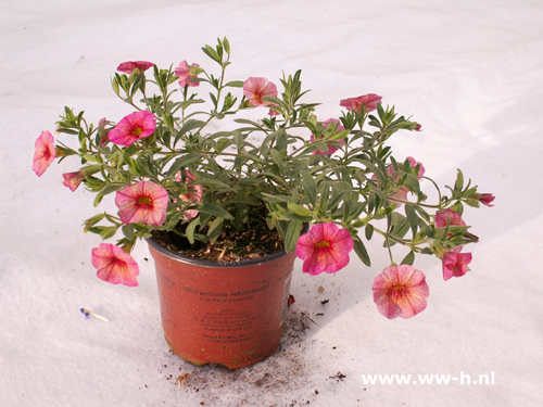 Calibrachoa hybrida zalm Kleinbloemige hangpetunia - Klik op de afbeelding om het venster te sluiten