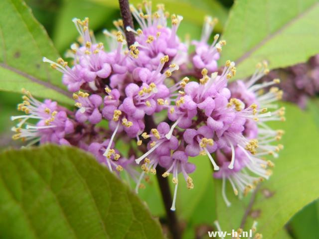 Callicarpa bodinieri 'Profusion' - Klik op de afbeelding om het venster te sluiten