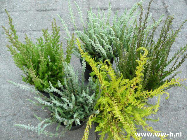 Calluna vulgaris soorten in pot v.a. 1,00