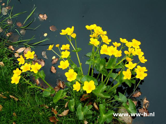 Caltha palustris