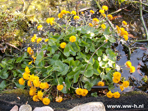 Caltha palustris