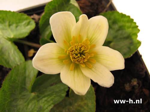 Caltha palustis var. alba