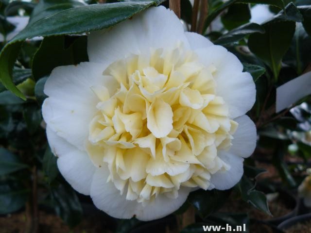 Camellia japonica 'Brushfield's Yellow'