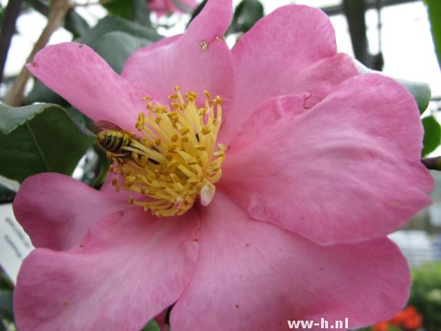 Camellia japonica 'Cleopatra' - Klik op de afbeelding om het venster te sluiten