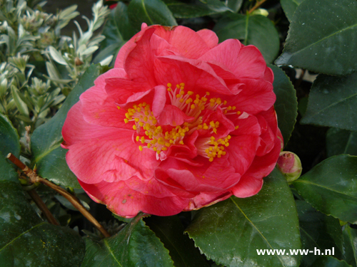 Camellia japonica 'Rood' - Klik op de afbeelding om het venster te sluiten