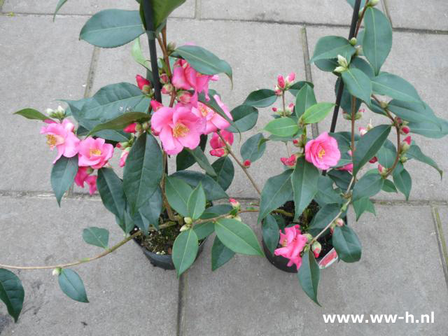 Camellia japonica 'Rood' - Klik op de afbeelding om het venster te sluiten