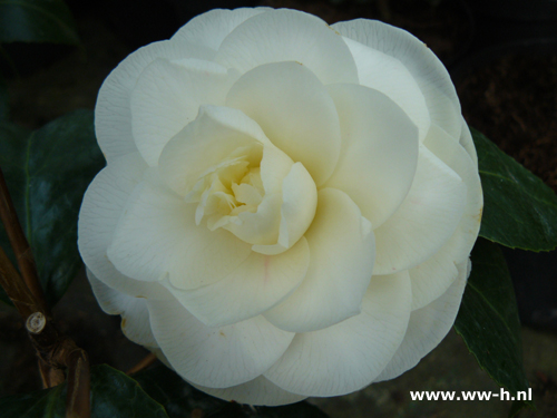 Camellia japonica 'Wit' - Klik op de afbeelding om het venster te sluiten