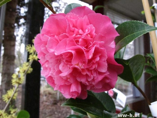 Camellia williamsii 'Debbie'