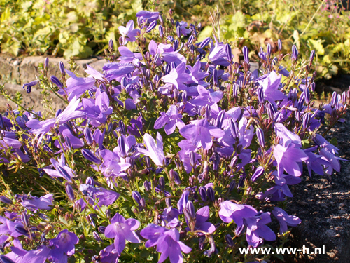 Campanula