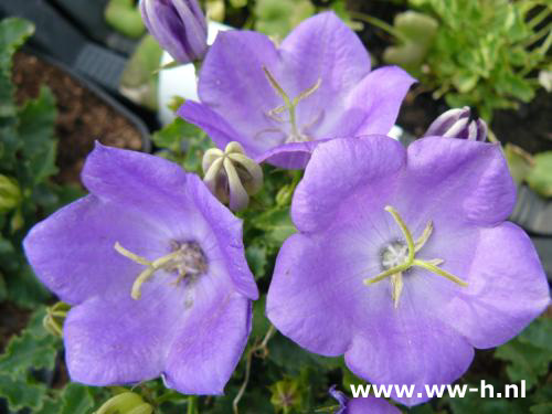 Campanula carpatica - Klik op de afbeelding om het venster te sluiten