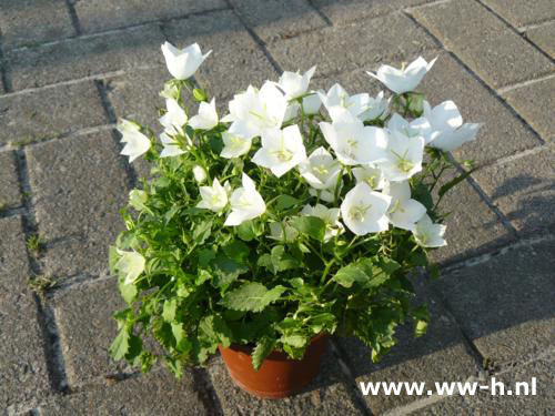 Campanula carpatica - Klik op de afbeelding om het venster te sluiten