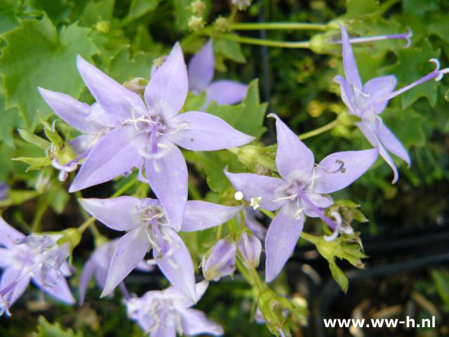 Campanula garganica